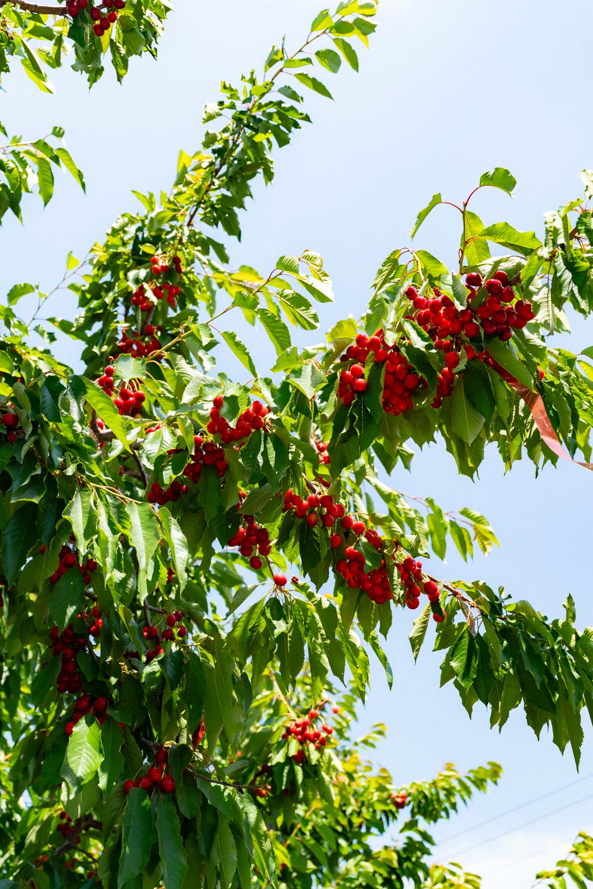 cherries in Hood River