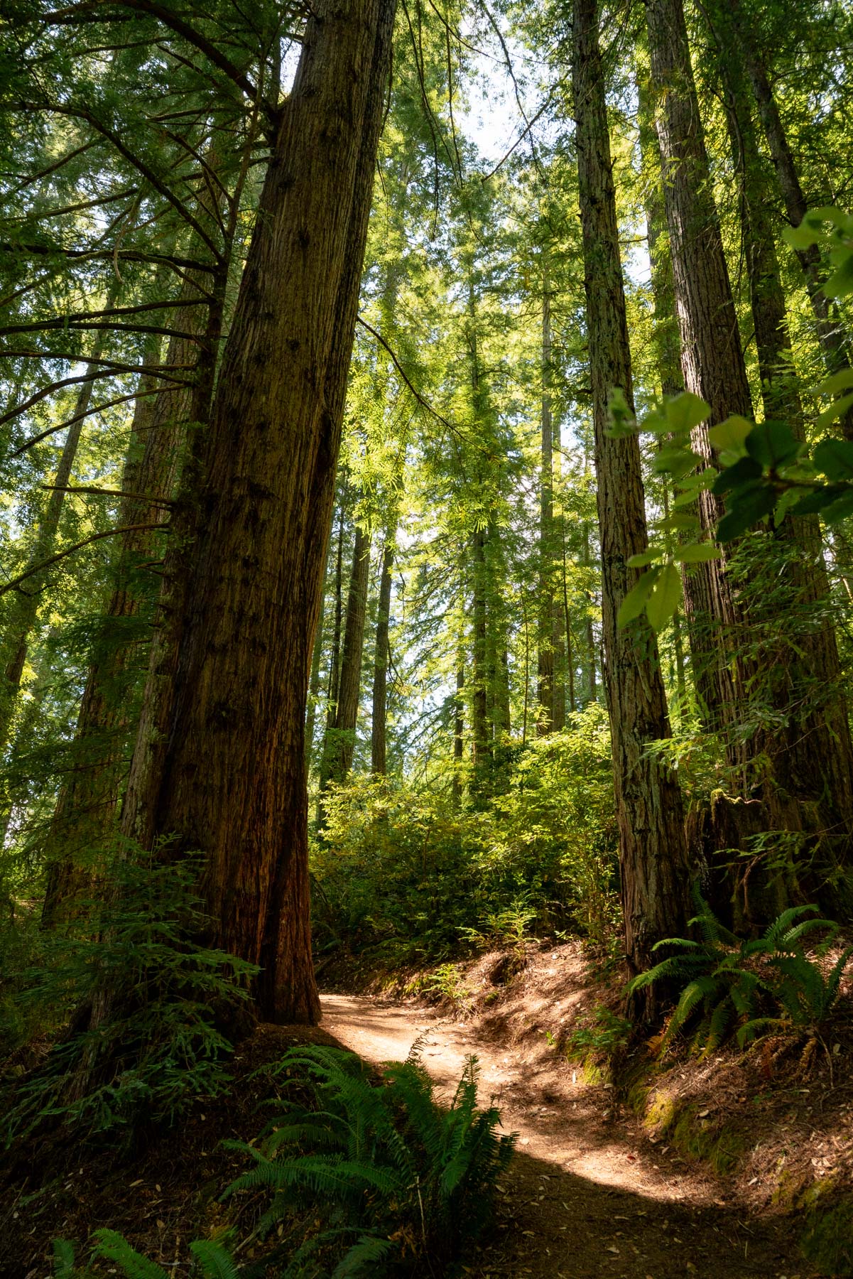 Oregon Coast redwoods