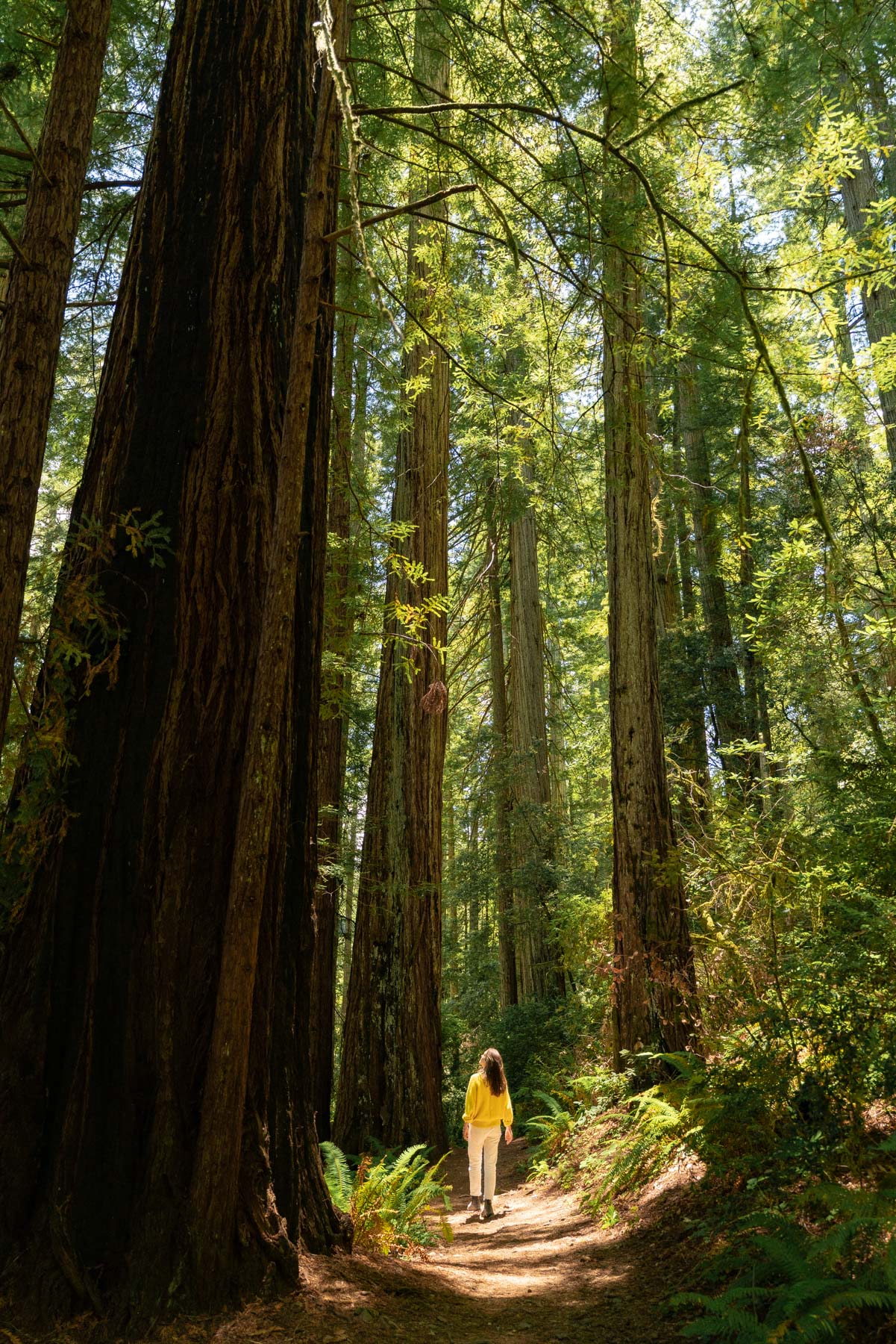 Where to find Redwoods in Oregon