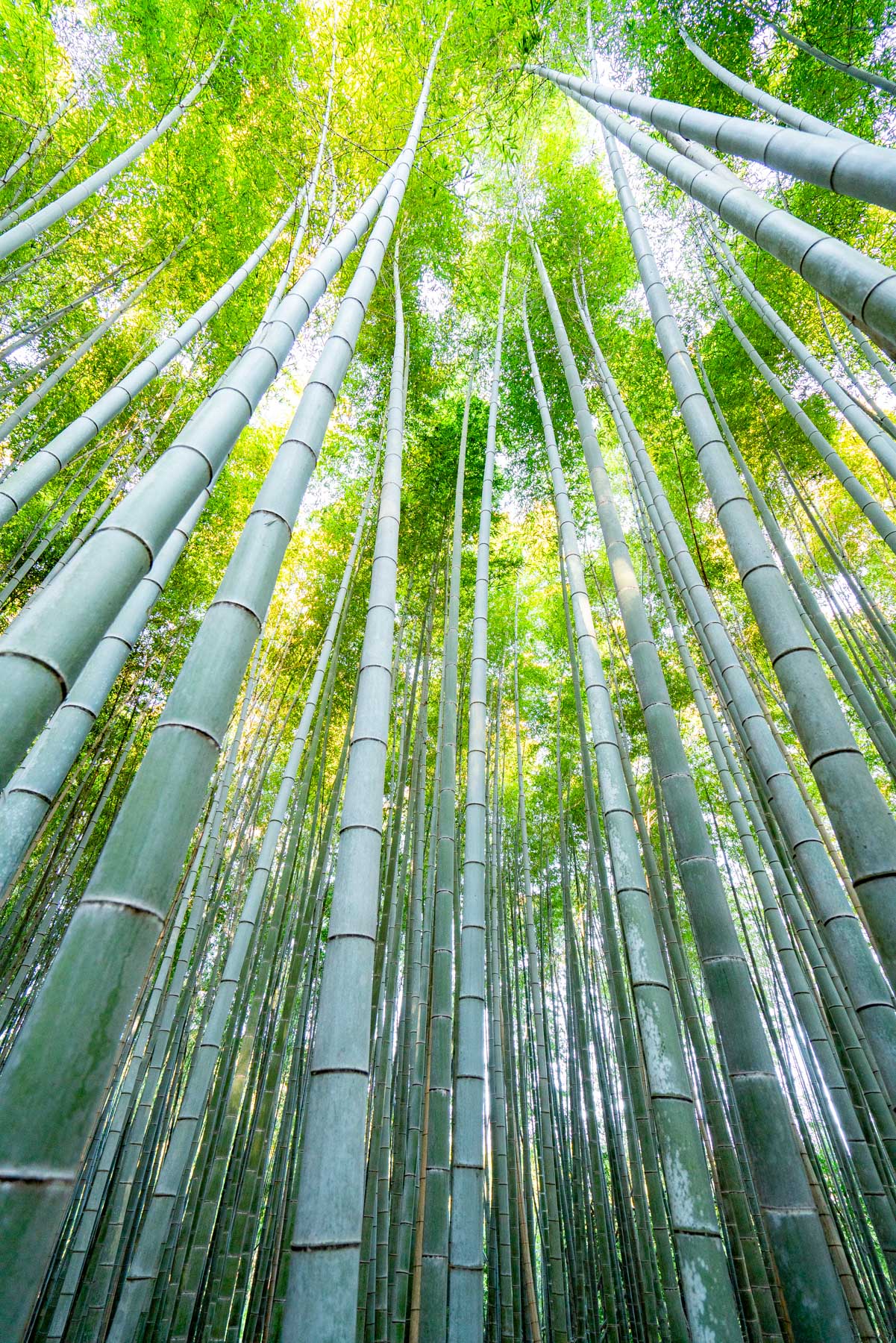 Arashiyama Bamboo Forest Kyoto