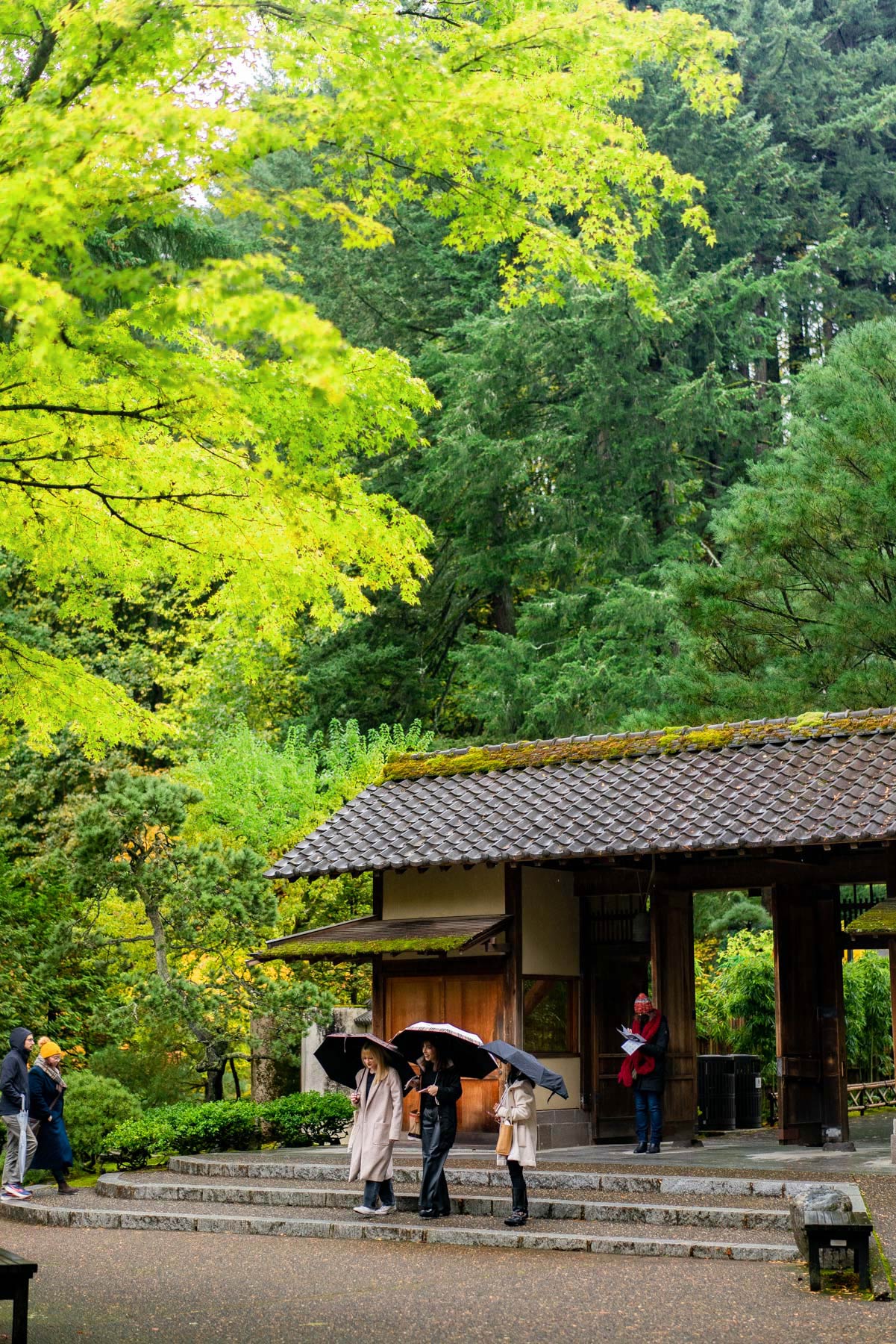 portland japanese garden in the spring